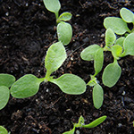 Hieracium pilosella - Mausohr-Habichtskraut