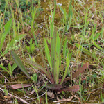 Hieracium piloselloides - Florentiner Habichtskraut