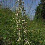 Himantoglossum - hircinum - Bocks-Riemenzunge