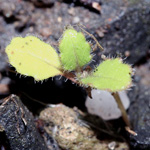Hirschfeldia incana - Grausenf