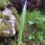 Hordelymus europaeus - Wald-Haargerste