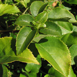 Hydrangea petiolaris - Kletter-Hortensie