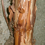 Hydrangea petiolaris - Kletter-Hortensie