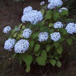 Hydrangea arborescens - Schneeballhortensie