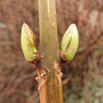 Hydrangea macrophylla - Garten-Hortensie