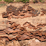 Hymenochaete rubiginosa - Umberbrauner Borstenscheibling