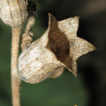Hyoscyamus albus - Weißes Bilsenkraut