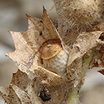 Hyoscyamus niger - Schwarzes Bilsenkraut