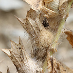 Hyoscyamus niger - Schwarzes Bilsenkraut
