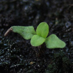 Hypericum dubium - Stumpfkantiges Johanniskraut