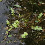 Hypericum elodes - Sumpf-Johanniskraut