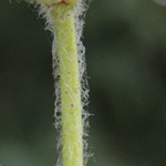 Hypericum hirsutum - Behaartes Johanniskraut