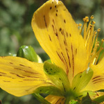 Hypericum maculatum subsp. maculatum - Geflecktes Johaniskraut
