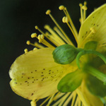 Hypericum maculatum subsp. maculatum - Geflecktes Johaniskraut