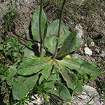 Hypochaeris maculata - Geflecktes Ferkelkraut