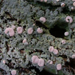 Icmadophila ericetorum - Heideflechte