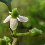 Ilex aquifolium - Ilex (weibliche Blüte)