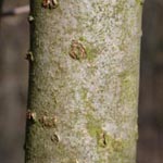 Ilex aquifolium - Hülse, Stechpalme