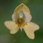 Impatiens parviflora - Kleinblütiges Springkraut