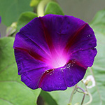 Ipomoea purpurea - Purpur-Prunkwinde