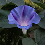 Ipomoea purpurea - Purpur-Prunkwinde