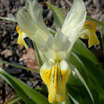 Iris bucharica - Geweih-Schwertlilie