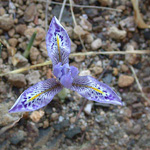 Iris histrio - Lichtblaue Zwerg-Schwertlilie