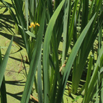 Iris pseudacorus - Sumpf-Schwertlilie