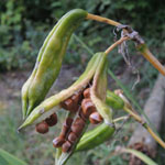 Iris pseudacorus - Sumpf-Schwertlilie