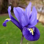 Iris reticulata - Kleine Netzblatt-Iris