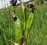 Iris sibirica - Sibirische Schwertlilie