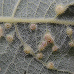 Iteomya capraea - Weidenknorpel-Gallmücke