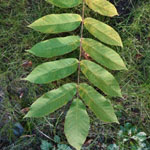 Juglans ailantifolia - Japanischer Walnussbaum
