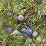 Juniperus communis - Gewöhnlicher Wacholder