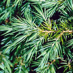 Juniperus conferta - Strand-Wacholder