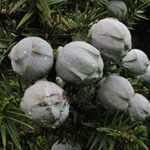 Juniperus drupacea - Syrischer Wacholder