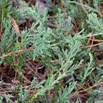 Juniperus horizontalis - Kriech-Wacholder