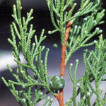 Juniperus phoenicea - Phönizischer Wacholder