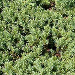 Juniperus procumbens - Kriechender Wacholder