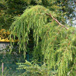 Juniperus rigida - Igel-Wacholder