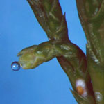 Juniperus sabina - Sadebaum