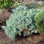 Juniperus squamata - Schuppen-Wachholder