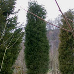 Juniperus virginiana - Virginischer Wacholder