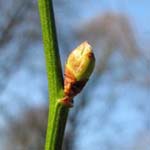 Kerria japonica - Ranunkelstrauch