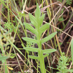 Knautia arvensis - Acker-Witwenblume