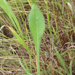 Knautia arvensis - Acker-Witwenblume