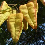 Koelreuteria paniculata - Blasenesche
