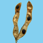 Laburnum anagyroides - Gewöhnlicher Goldregen