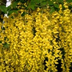 Laburnum watereri - Hybrid-Goldregen