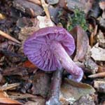Laccaria amethystina - Violetter Lacktrichterling